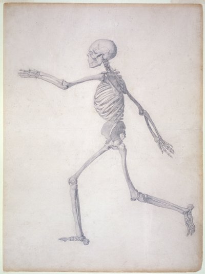 The Human Skeleton, Lateral View, from the Series 
